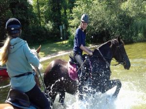 Hosté ubytování Reiterhof - Welsh Cob Gestüt