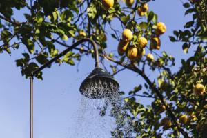 un jardinero está rociando agua en un limonero en Quinta Da Bouca D'Arques, en Vila de Punhe