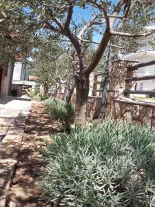 Vonkajšia záhrada v ubytovaní Apartments Smilje i Maslina