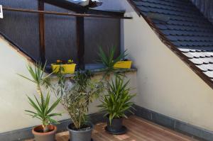 un grupo de plantas sentadas en un balcón en Ferienwohnung Meersburg 30m vom Bodensee, en Meersburg