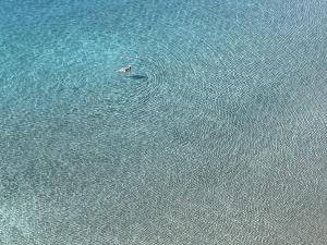 un pato nadando en el agua en el océano en Dipintoditurchese vista mare, en Meta