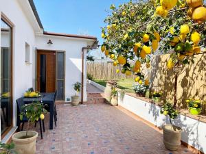 a patio with a bunch of oranges hanging from a tree at Profumo di Limoni Vacation Rental in Procida
