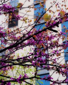 Chambre Privée - TOUT CONFORT - WIFI في تولوز: شجرة بالورود الزهري أمام المبنى