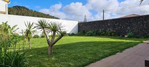 a palm tree in a yard next to a wall at Magnolia Residence - In the Center of the Island in Ribeira Grande