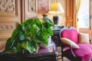 une plante en pot assise sur une table dans une pièce dans l'établissement Château La Marquise, à Saumur