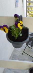 una plantadora con flores púrpuras y amarillas en ella en Apartmani Matija en Opatija