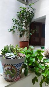 a group of potted plants sitting on a window sill at Alfycodindia in Catania