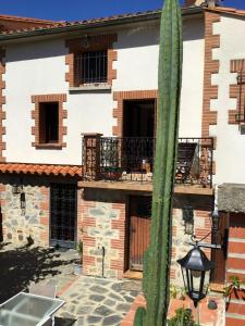 un grande cactus verde di fronte a un edificio di Maison de 4 chambres avec jardin clos et wifi a Ceret a Céret