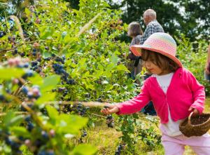 a little girl in a hat picking cherries from a tree at Tente Lodge 13 couchages in Vaas