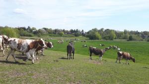 una manada de vacas caminando en un campo en Ferienhof Gosch en Rendsburg