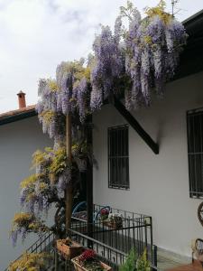 drzewo wisterii na boku budynku w obiekcie Delizioso appartamento in corte w mieście Vittuone