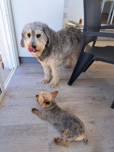 un perro tirado en el suelo junto a una silla en A Casiña do Antonio, en Nigrán