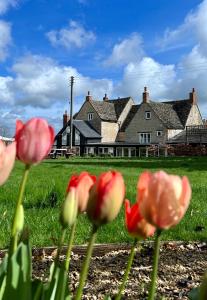 a group of pink flowers in front of a house at The Lion, Tredington in Shipston on Stour