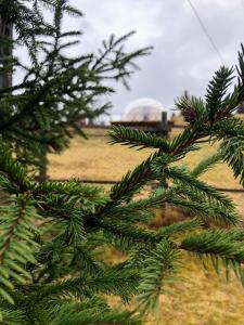 Ảnh trong thư viện ảnh của WildGlampingArieseni ở Arieşeni