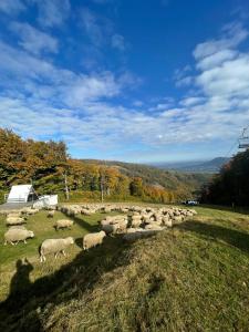 a herd of sheep grazing in a field at Domek Poniwiec Mała Czantoria in Ustroń