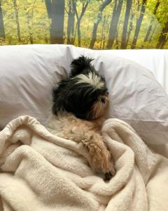 a small dog laying on a bed under a blanket at Gather Greene in Coxsackie