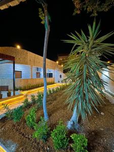 two palm trees in front of a building at night at Panorama Jerash HOTEL (2) in Jerash