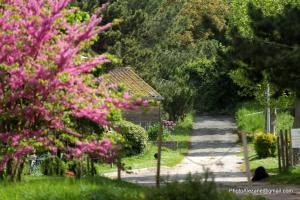 a garden with pink flowers and a pathway at Gite du Centaure in Vigny