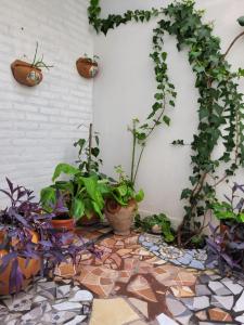 a room with potted plants on a wall at PERFECTO ESPACIO in Santiago del Estero