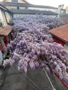 Un mucchio di lillà viola sul lato di un edificio di Cormòns a Cormòns