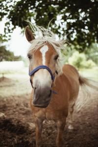 a close up of a horse with at Piena muiža - Berghof Hotel & SPA in Sieksāte