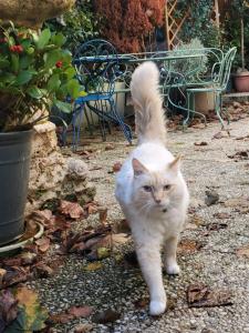 Ospiti di MYSaintAubin con animali domestici