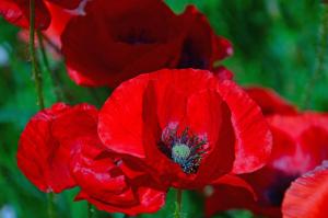 Fotografie z fotogalerie ubytování Poppy Flower Apartment v Budapešti