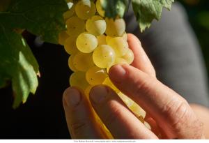 Afbeelding uit fotogalerij van Wine Grower's Mansion Zlati Gric in Slovenske Konjice