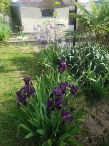 a garden with purple flowers in front of a house at Studio Buena Vista avec terrasse sur jardin in Bron