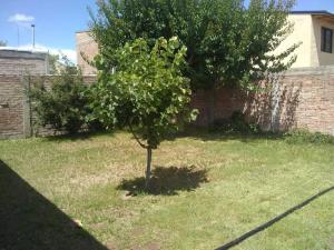 a small tree in the middle of a yard at Alquiler diario in Malargüe