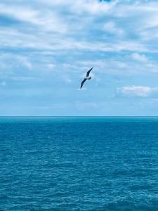 ein Vogel, der über einen Wasserkörper fliegt in der Unterkunft Attico Suite spiaggia Bari in Bari