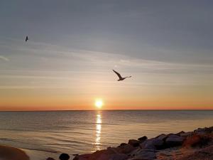 a bird flying over the ocean at sunset at Dom wypoczynkowy "Kliper" in Darłowo