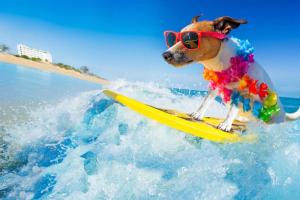 a dog in a costume on a surfboard in the water at Beach Break House by the Surf in Daytona Beach