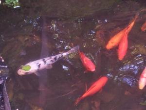 un grupo de peces coloridos en un estanque en Whatever Art B&B, en Lisboa