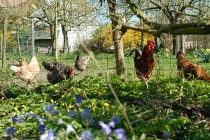 in Den Akker في أودينارد: مجموعة من الدجاج تقف في الميدان