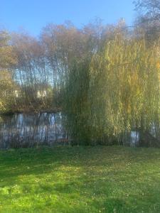 a weeping willow tree next to a body of water at Forest Lake Lodge in Landford