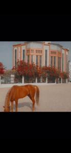 un cheval brun debout devant un bâtiment dans l'établissement السهم الذهبي للشقق المخدومة, à Taif