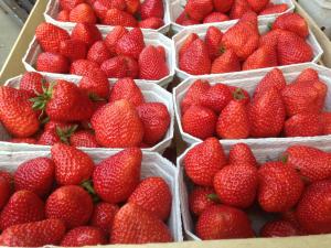 Une bande de fraises dans des paniers sur une table dans l'établissement Johanneshof Gästehaus, à Hockenheim