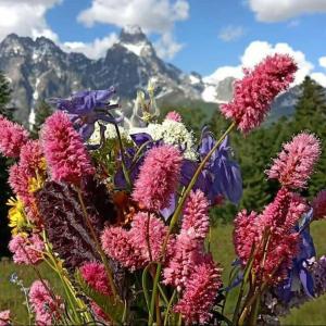 a bunch of flowers with a mountain in the background at Guest house-Lile in Mestia