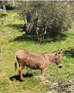 a brown donkey standing in a field of grass at Villa Lavanda Živogošće Makarska in Strn