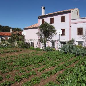 a house and a field of crops in front of a building at Apartments Anita in Veli Lošinj