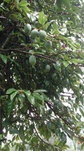 Vườn quanh Ming Camphor Homestay