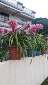 Vườn quanh Ming Camphor Homestay