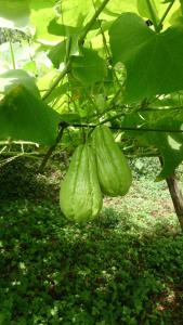 Vườn quanh Ming Camphor Homestay