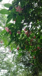 Vườn quanh Ming Camphor Homestay
