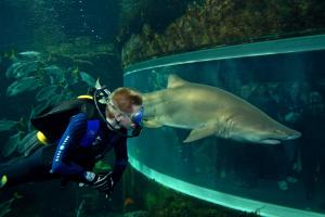 un buzo mirando a un tiburón en un acuario en Chambres d'hôtes B&B Cote d'Opale La Fermette du Lac, en Ardres