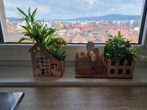 three plants in boxes sitting on a window sill at Apartament Central in Gherla