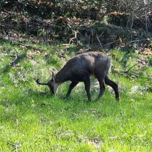 Altri animali domestici presso lo chalet o nei dintorni