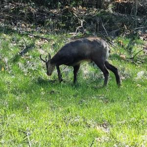 Altri animali domestici presso lo chalet o nei dintorni