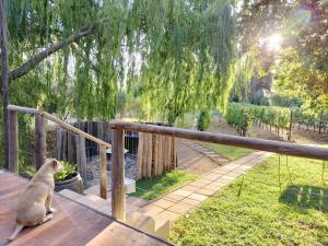 a dog sitting on a deck looking out at a garden at Glamping at The Well in Franschhoek in Franschhoek